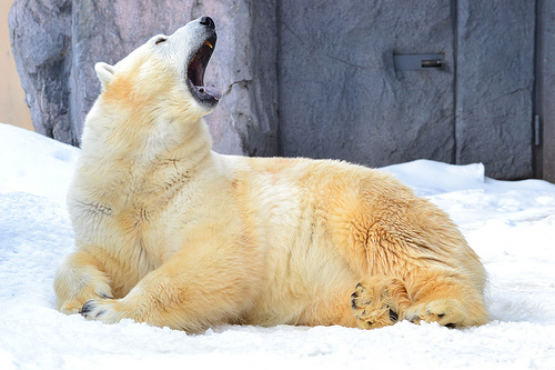 Oral Sex. The Healthy Bear Chat About Oral Sexual Health