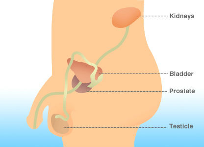 When Should Men Start Screening For Prostate Cancer?