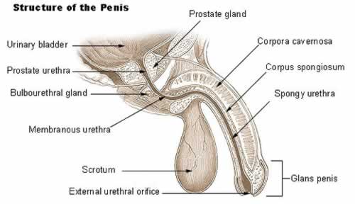 The Human Penis